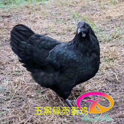 广州脱温五黑绿壳蛋鸡苗 五黑一绿