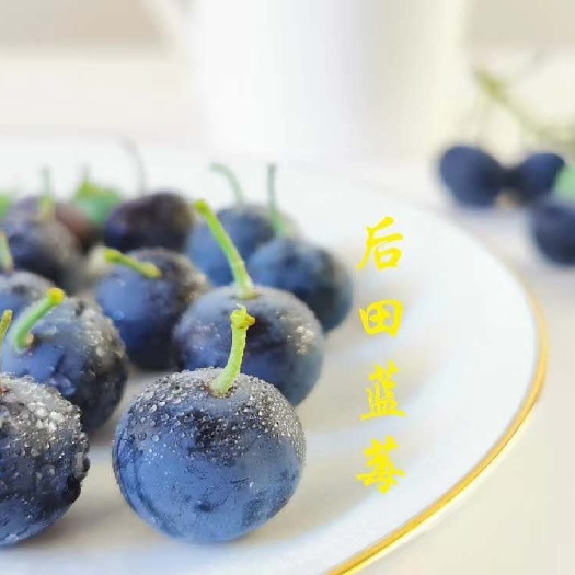 永嘉县 蓝莓——水果皇后，养眼补水 可以预防近视 老少适宜 味道可口