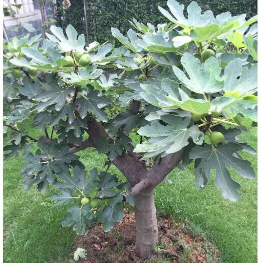 波姬红无花果苗 无花果苗