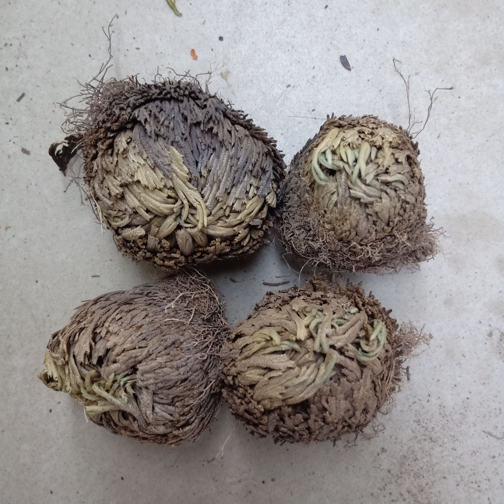 成都中药麦冬草 卷柏