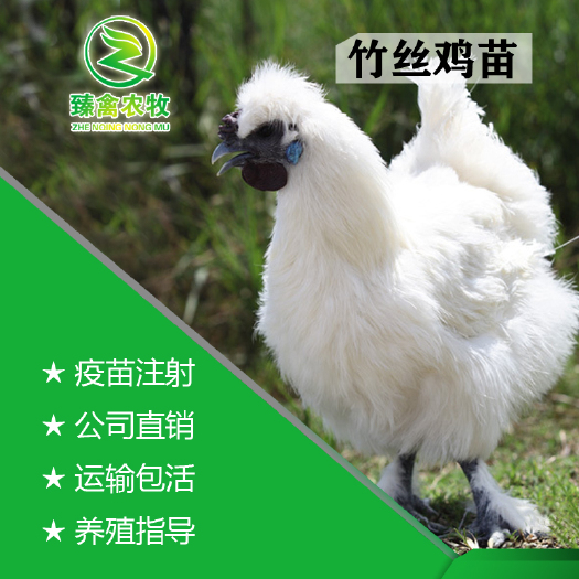 南宁 竹丝鸡苗，白羽乌鸡，白凤乌骨鸡，包疫苗，包运损。厂家直销
