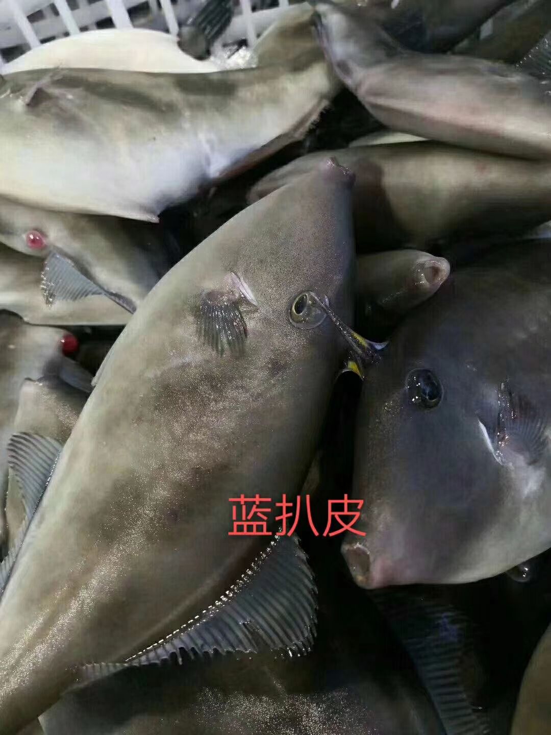  本港深海海鲜水产 可一件代发