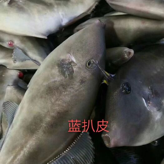 饶平县 本港深海海鲜水产 可一件代发