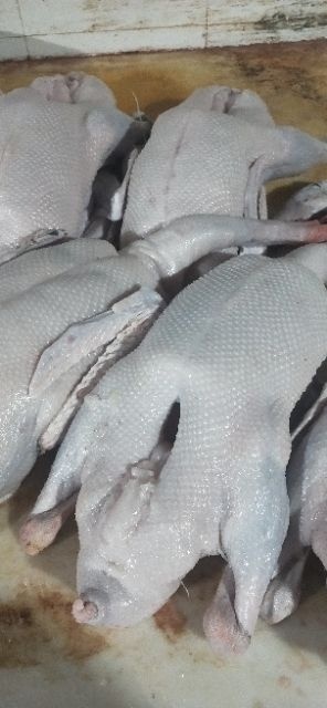 佛山黑棕鹅 烧腊原材料