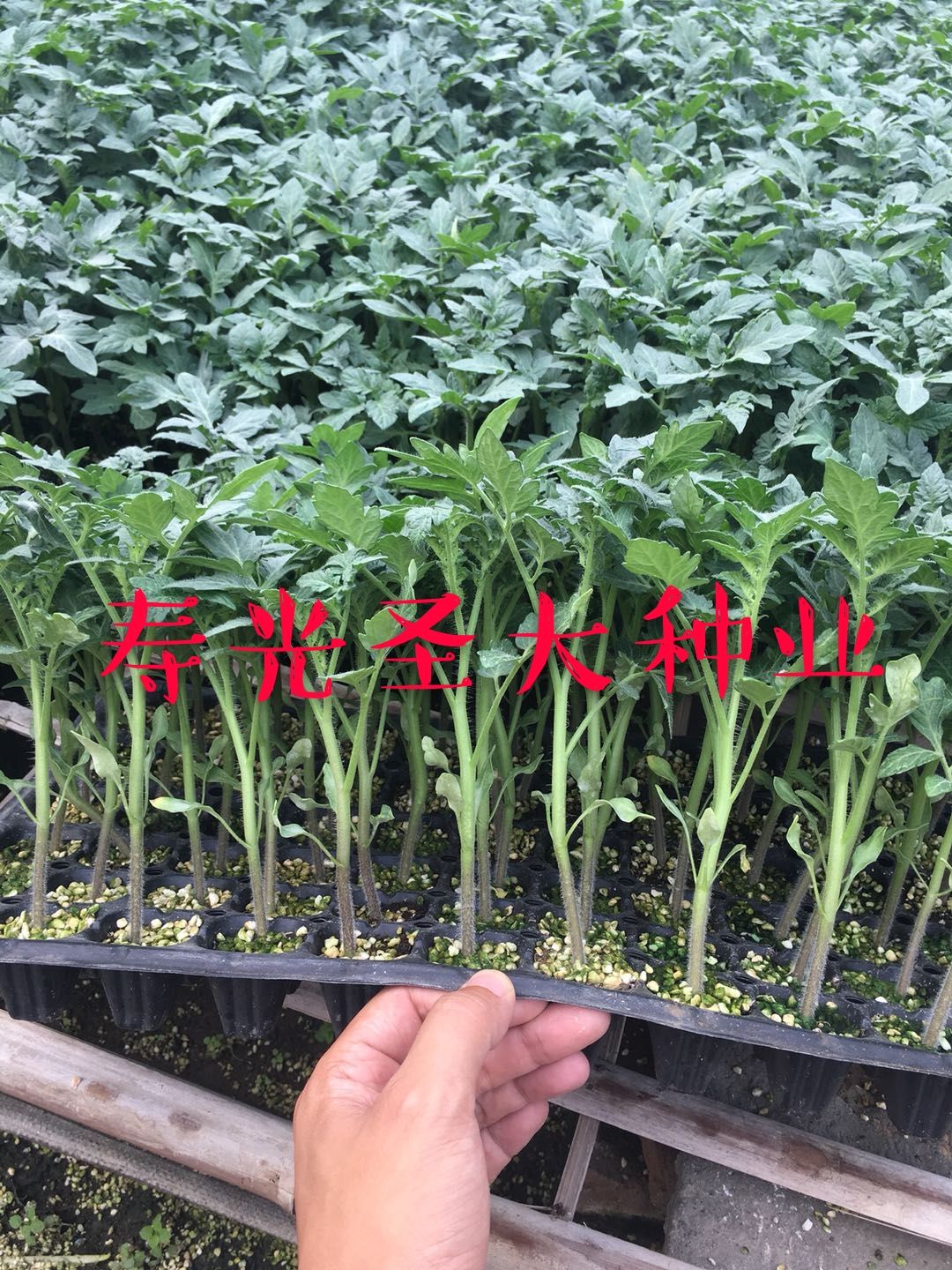 硬粉西红柿苗 —科雷娜 秋延迟 越冬 早春 硬粉番茄品种
