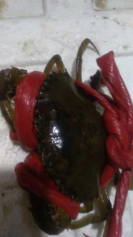红膏蟹 母蟹 4.0两以上