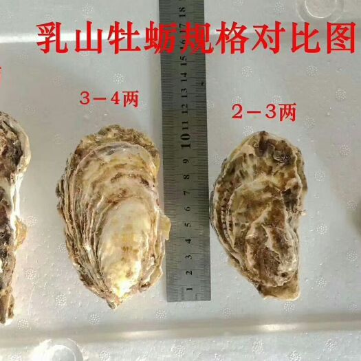 乳山市乳山牡蛎 海水 1-2两/只 鲜活水产