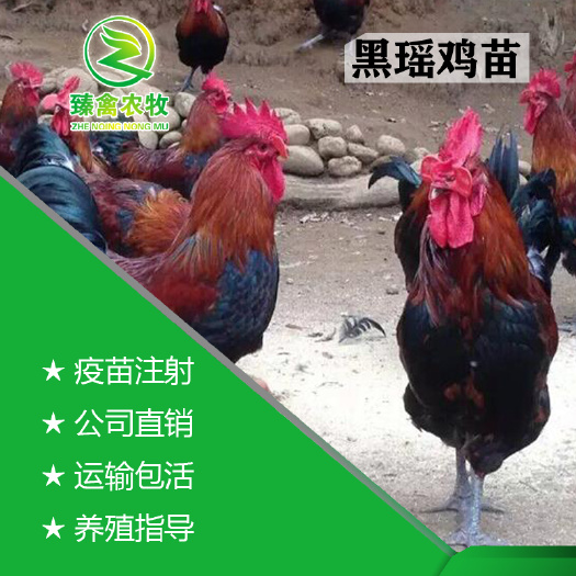 南宁黑瑶鸡苗  黑瑶鸡，出壳包打疫苗，运输包运损。