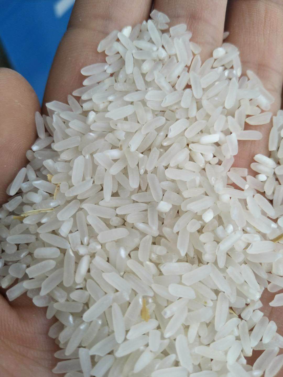籼稻谷  中晚籼稻，本地属于丘林地带，温度适宜，鱼米之乡，客户喜爱