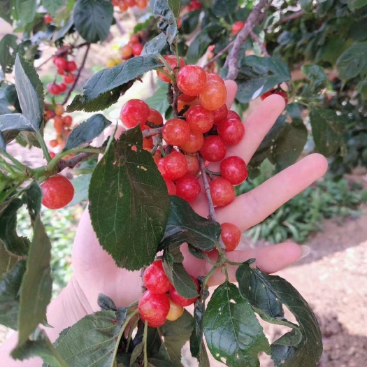 昆明 天然樱桃季