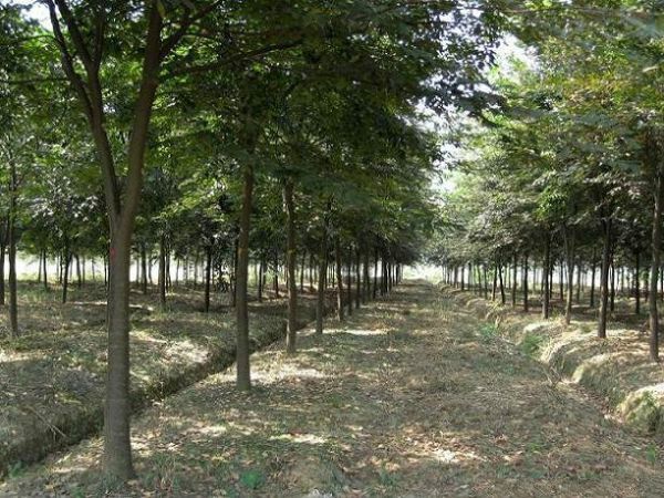  榉树 红榉树 基地大量供应 苗圃一级苗