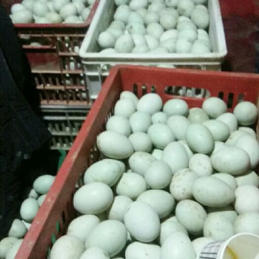 绵阳绿壳鸭蛋 食用 箱装