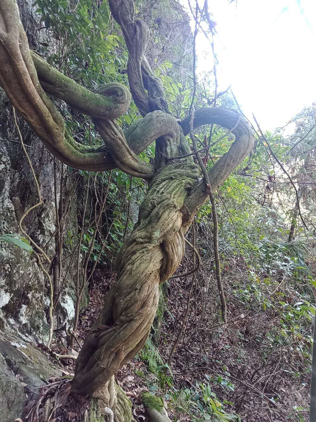  雪峰山鸡血藤，天然价值，做花园景观观赏价值