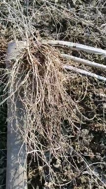 清原县白薇  东北直立苗，辽宁直立苗，山东直立苗