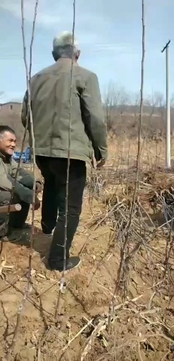 赞皇县 苹果树苗   矮化苹果树苗