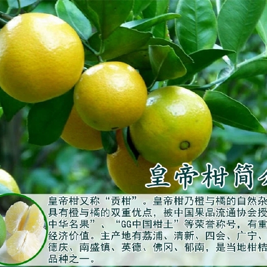 灵山县皇帝柑苗 正宗皇帝柑树苗嫁接贡柑果苗盆栽地栽阳台庭院南北方品种种植带土