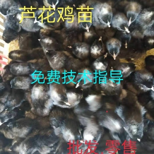 南京芦花鸡苗 十只芦花鸡幼苗活体包邮鸡幼苗批发零售小鸡幼苗包技术包防疫