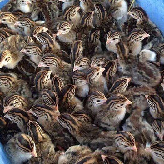 南宁 珍猪鸡苗
