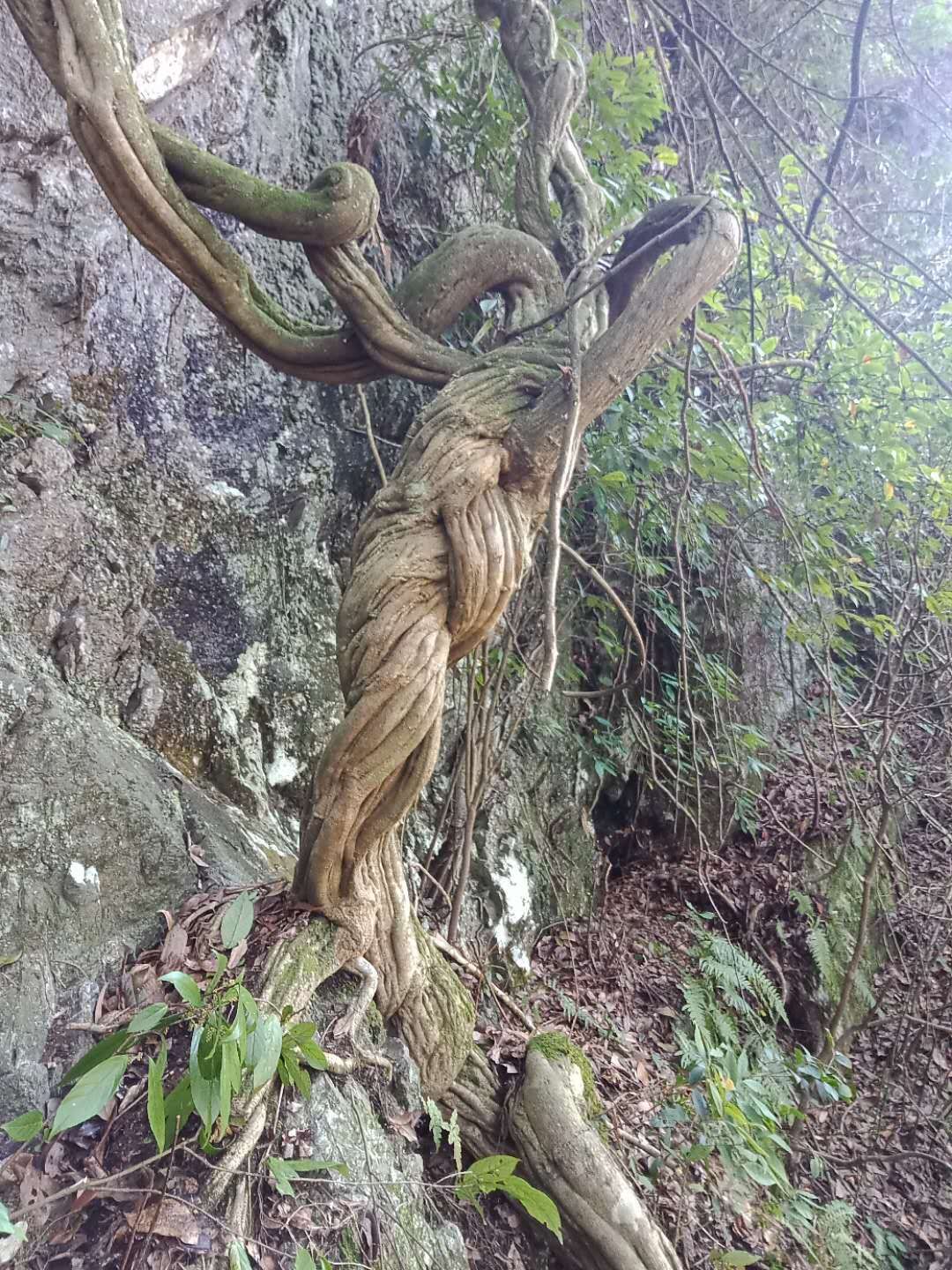  雪峰山鸡血藤，天然价值，做花园景观观赏价值