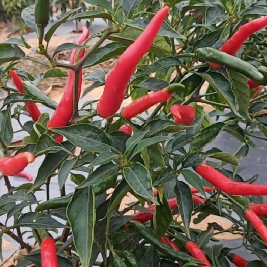 罗定市 新鮮指天椒