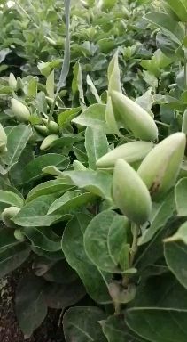 白薇  东北直立苗，辽宁直立苗，山东直立苗