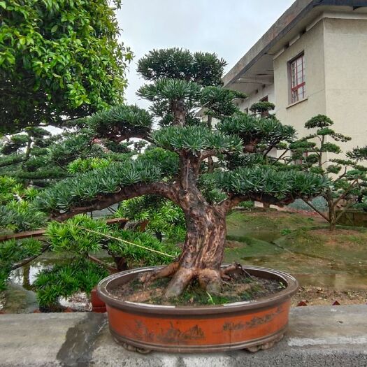 浏阳市罗汉松，造型罗汉松盆景，造型罗汉松
