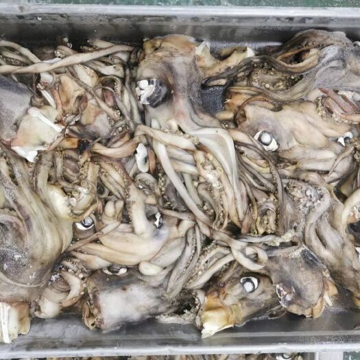 烟台秘鲁鱿鱼 秘鲁原料头 500-  500-1000