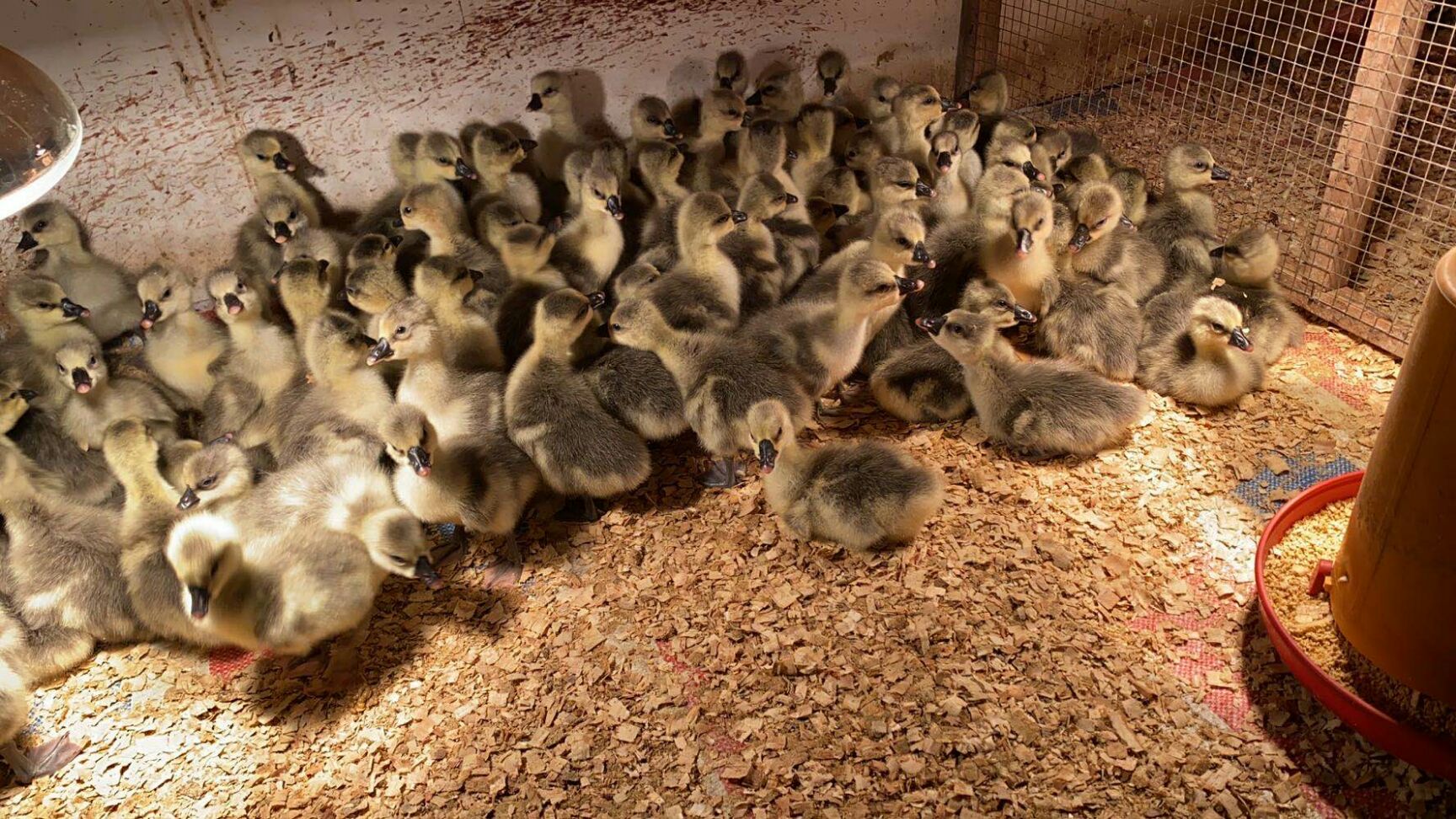  杂交鹅苗包邮包打好疫苗成活率百分之九十五以上