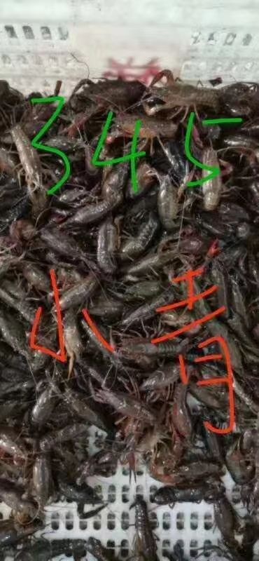 深圳潜江小龙虾 专业搞虾，绝不虾搞