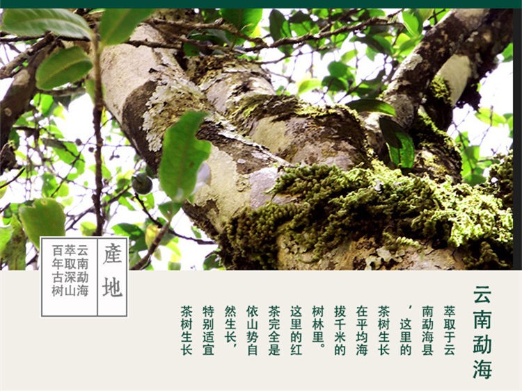  云南普洱茶碎银子茶化石熟普洱茶糯米香茶叶250g半斤罐装