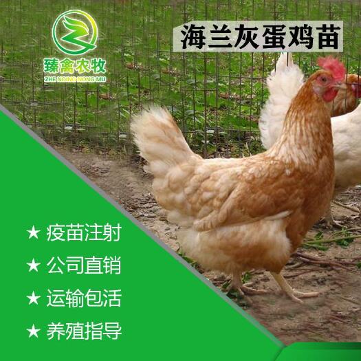 南宁海兰灰蛋鸡苗  阉鸡苗，出壳包打疫苗，运输包运损！