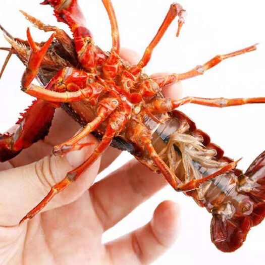 洪湖市洪湖小龙虾 湖北洪湖清水养殖，肉质饱满－底板干净！！！