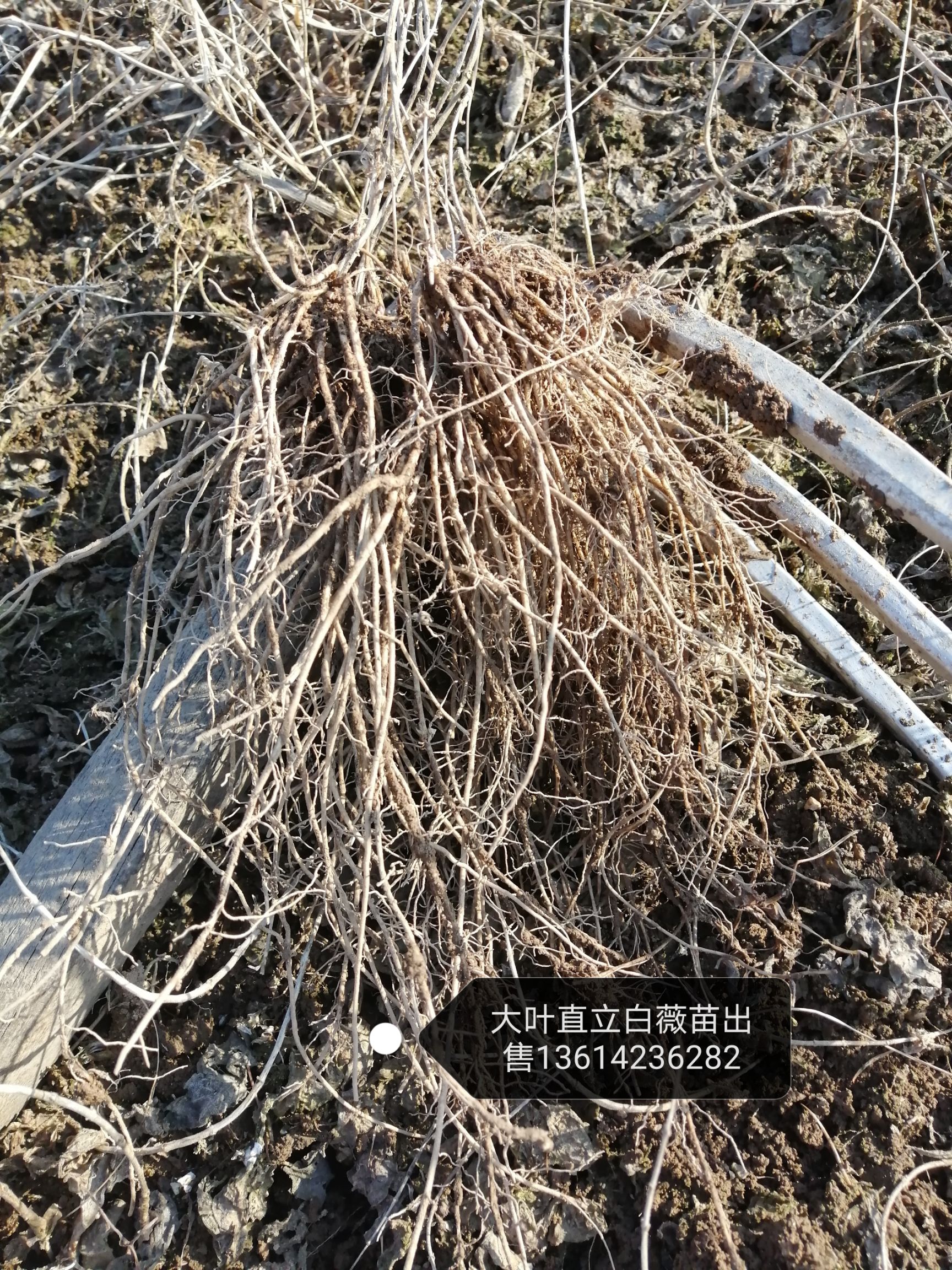 白薇  东北直立苗，辽宁直立苗，山东直立苗