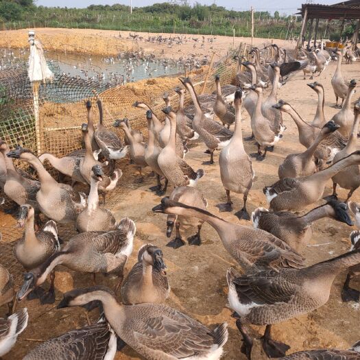 博罗县鹅肉类 大量优质80天以上马岗鹅