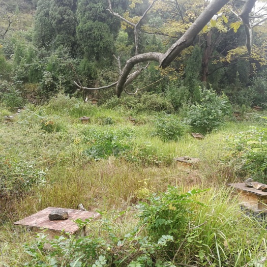 毕节 青杠村天然优质土蜂蜜