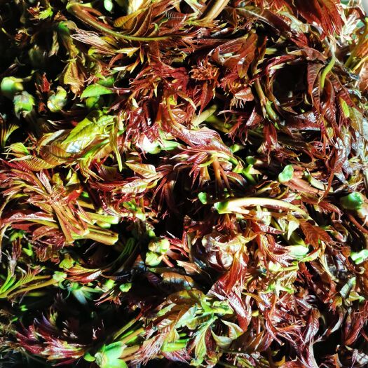 红油香椿  红香椿芽，决对的天然，质量保证