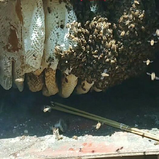 禄劝县 大山里的农家土蜂蜜