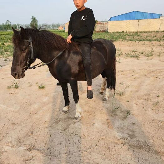 嘉祥县 俱乐部教学专用矮马
