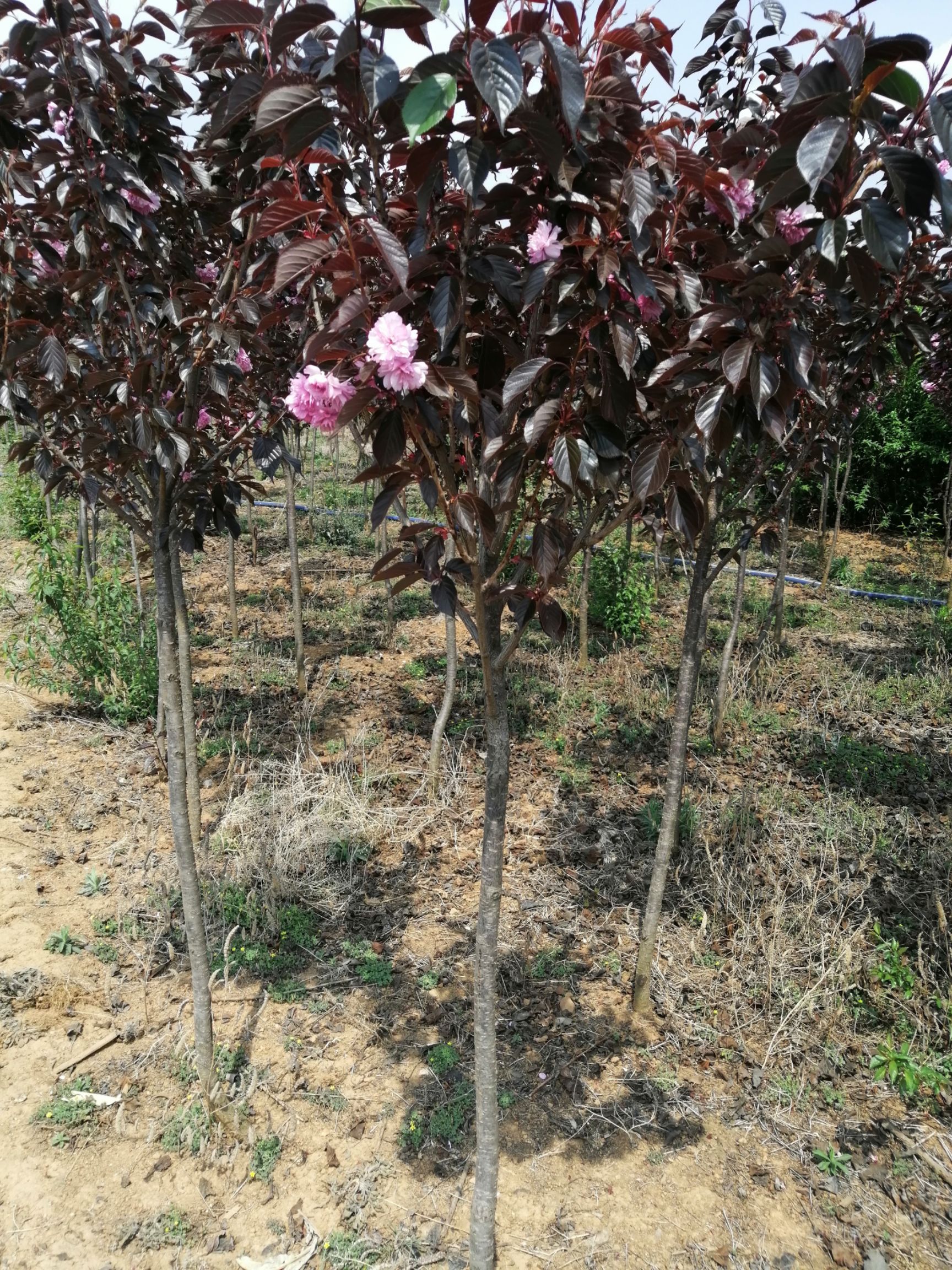 昭通泰国樱花 1.5~2米 4公分以下
