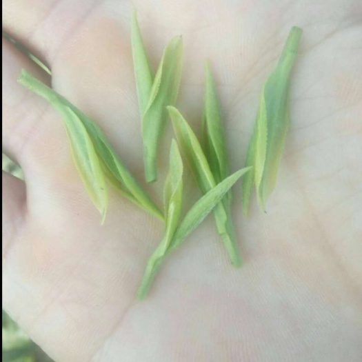 长兴县明前茶 2020明前特级AAA白茶茶叶新茶正宗嫩芽安吉工艺