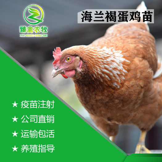 南宁 海兰高产蛋鸡苗（海兰褐），出壳包打疫苗，运输包运损！