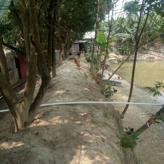 惠州 散养果园鸡走地鸡五黑鸡