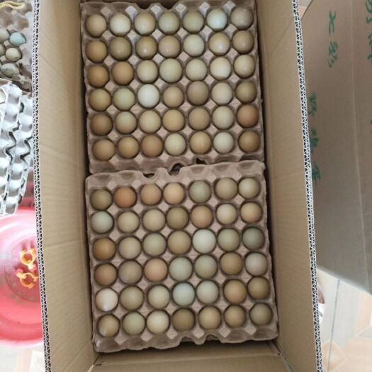 商河县养殖户出售七彩山鸡蛋零售批发，保证新鲜，破损包赔，欢