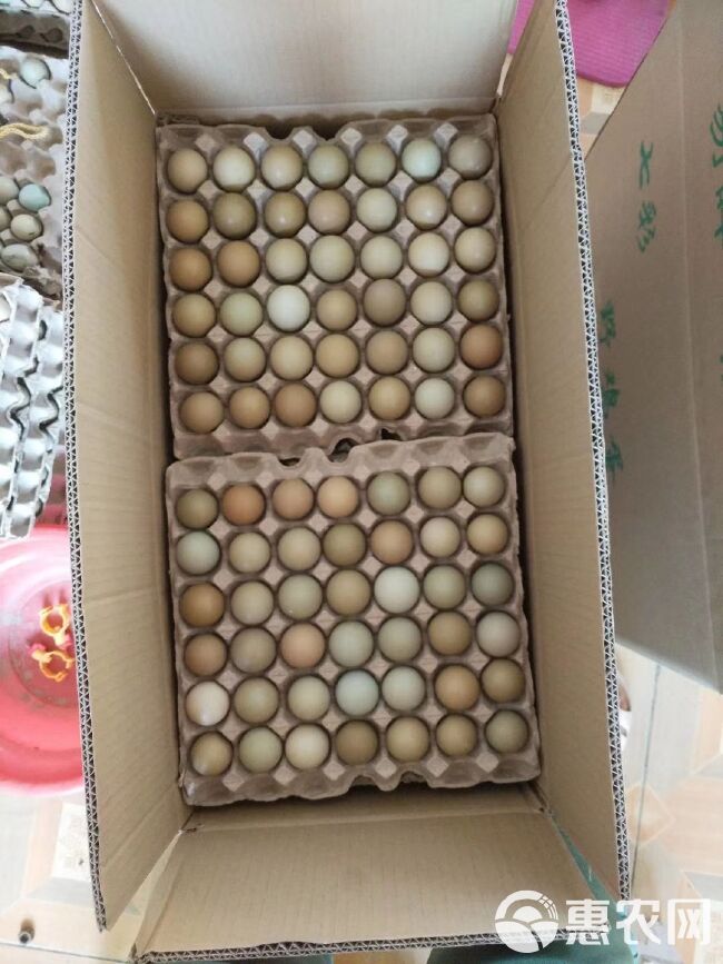 养殖户出售七彩山鸡蛋零售批发，保证新鲜，破损包赔，欢