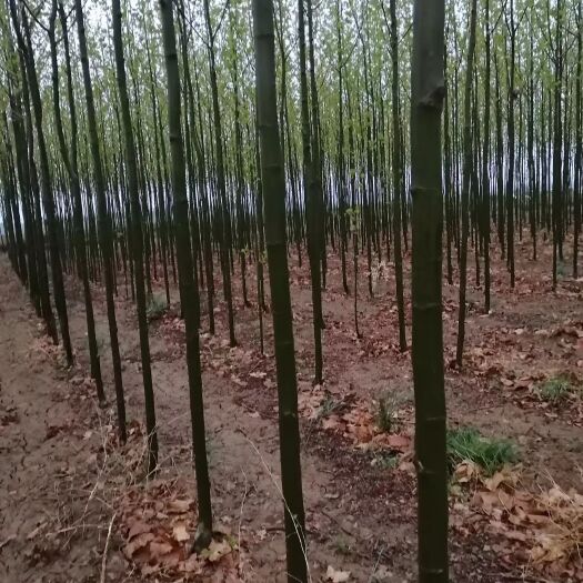 合阳县速生法桐