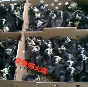 南宁 贝蒂娜火鸡苗