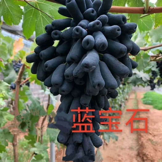 北票市蓝宝石葡萄苗