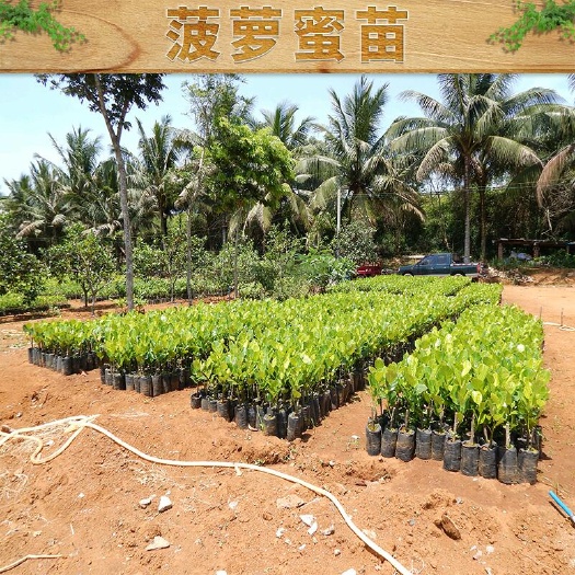 普宁市 菠萝蜜苗
