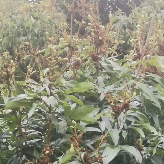 阳西县 荔枝