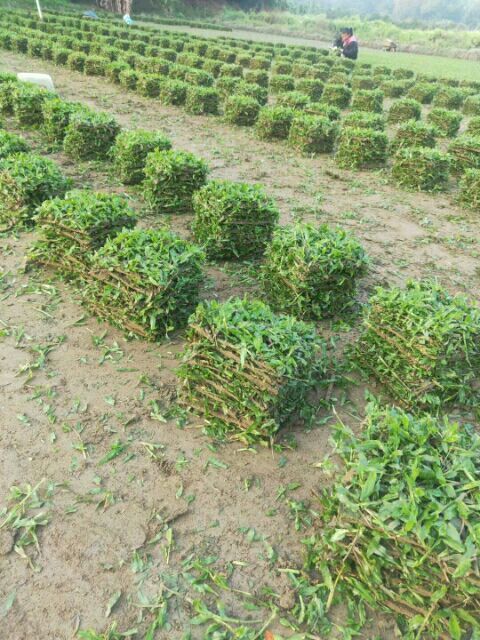广州大叶油草  精品大叶油、草